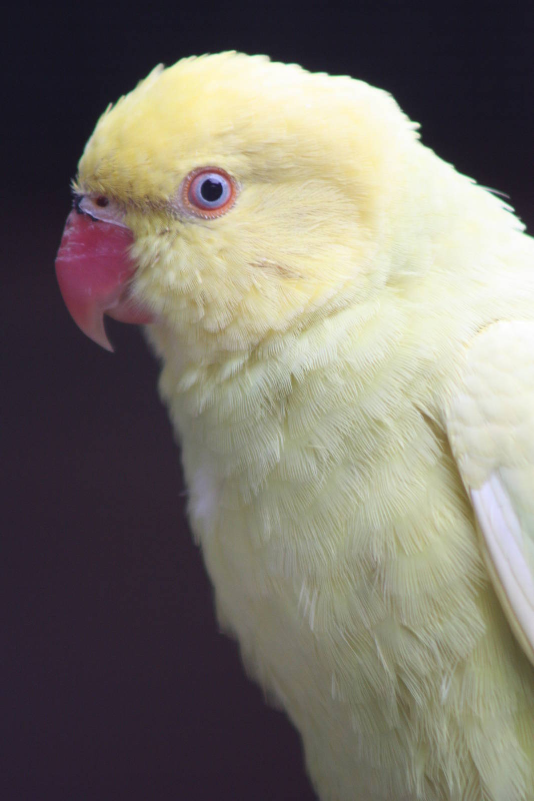 Indian Ring-necked Parakeet, 21st August 2014