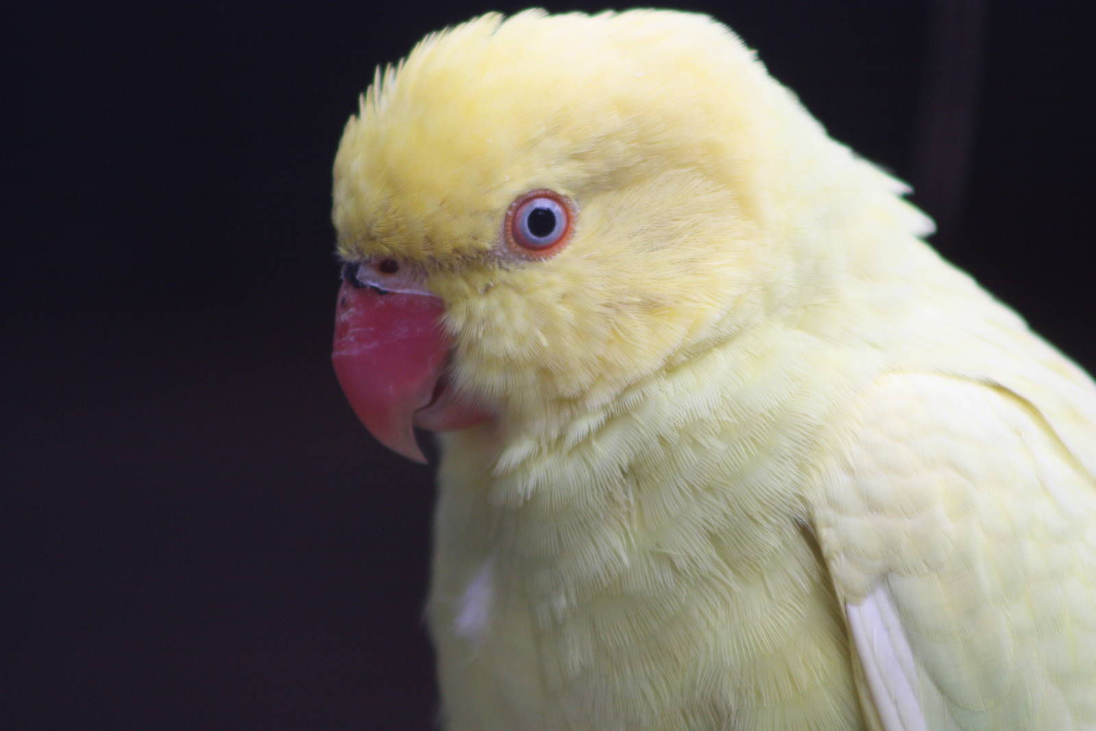 Indian Ring-necked Parakeet, 21st August 2014
