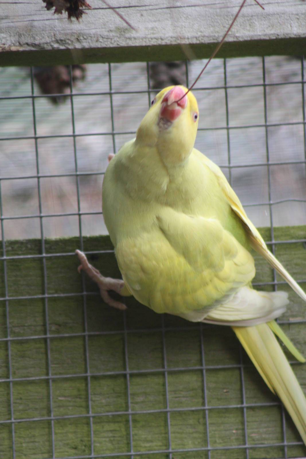 Indian Ring-necked Parakeet, 23rd October 2014