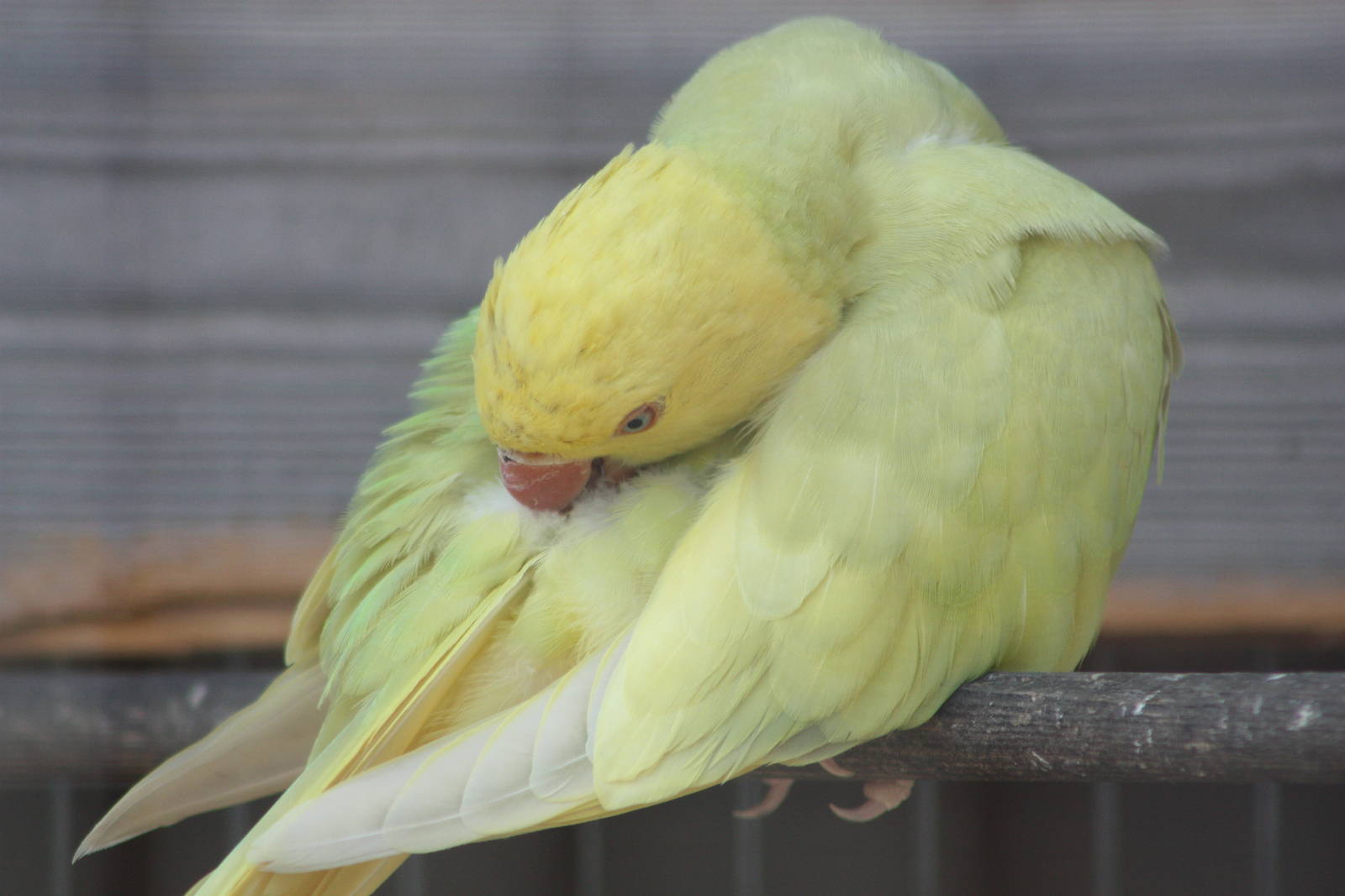 Indian Ring-necked Parakeet, 24th July 2014