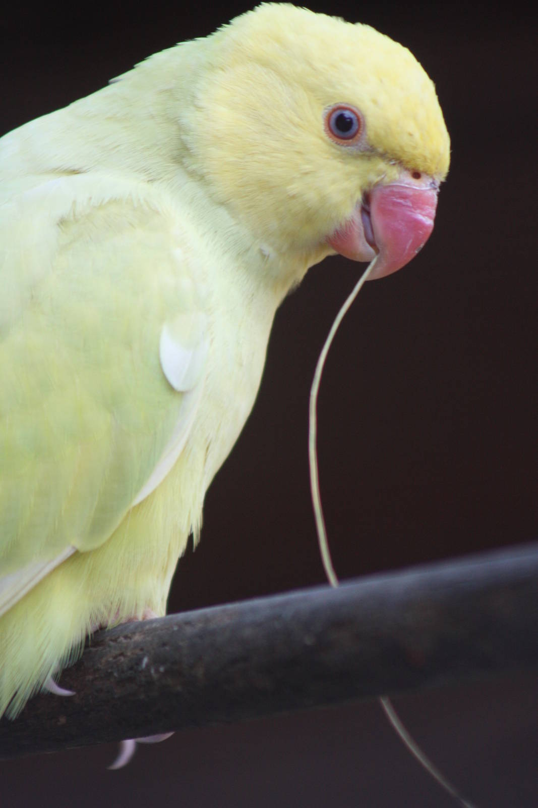 Indian Ring-necked Parakeet, 24th July 2014