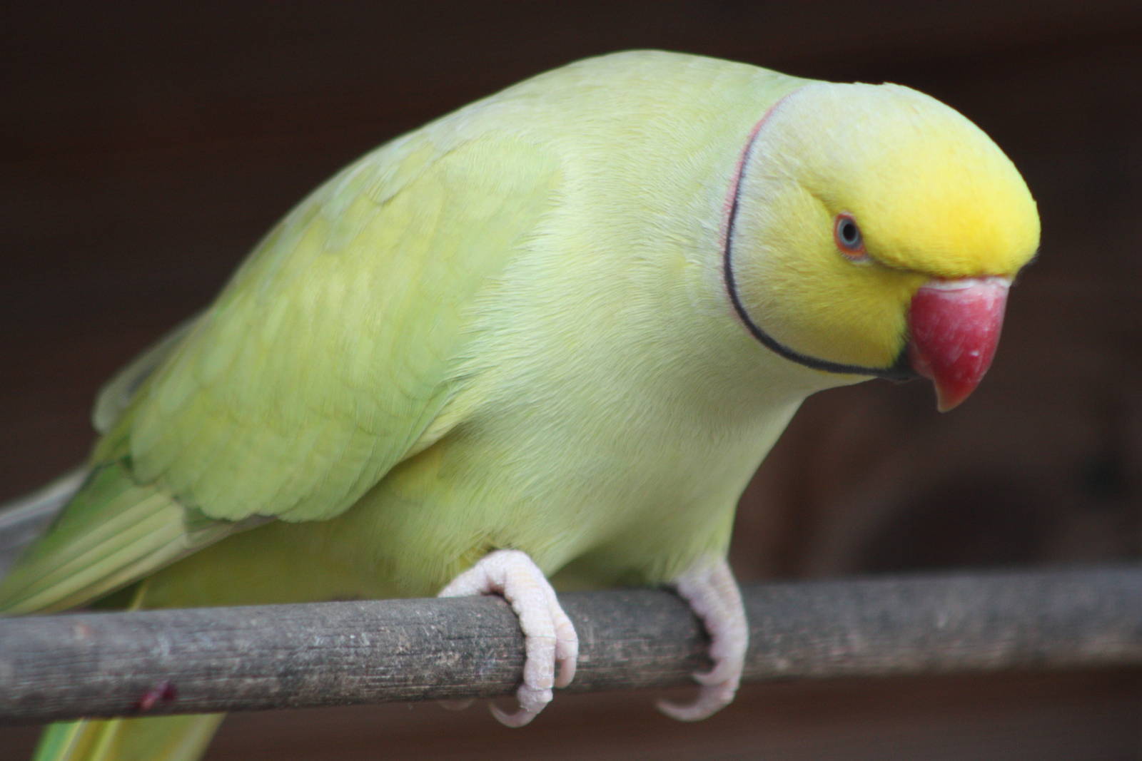 Indian Ring-necked Parakeet, 4th October 2013