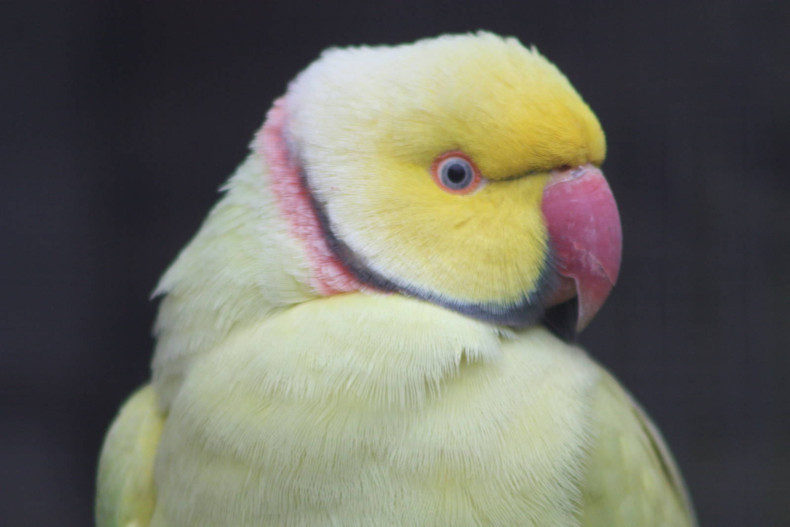 Indian Ring-necked Parakeet, 6th September 2014
