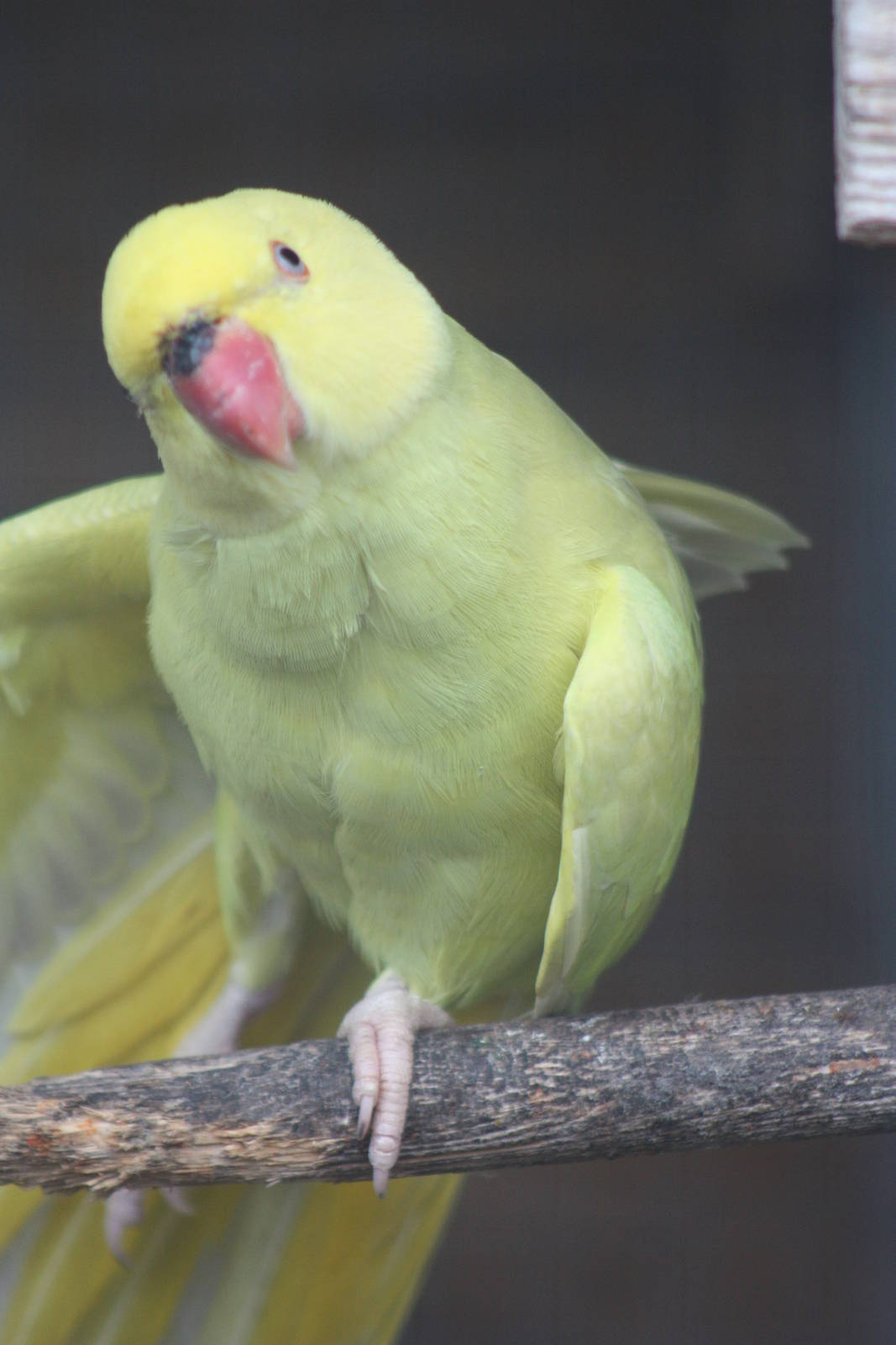 Indian Ring-necked Parakeet, 6th September 2014