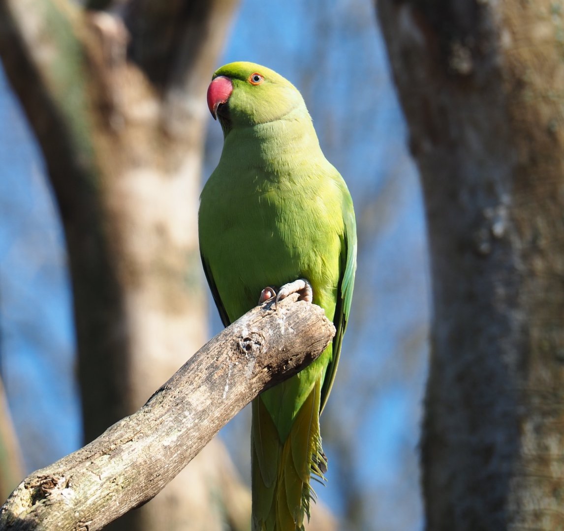 Indian ring-necked parakeet (Psittacula krameri), 2019-03-30