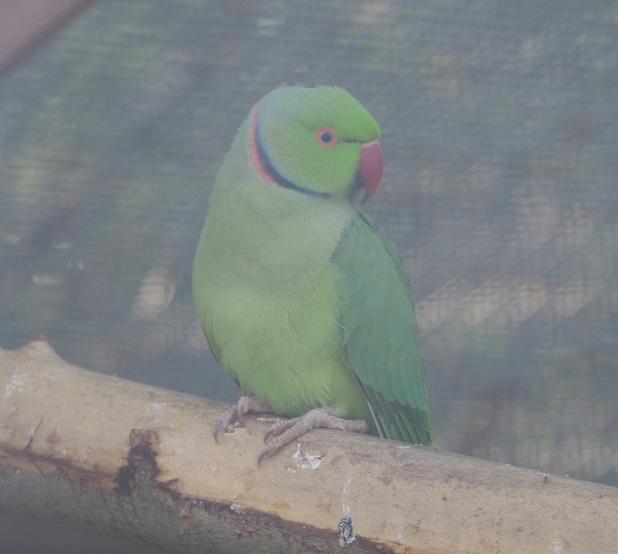 Indian ring-necked parakeet (Psittacula krameri), 2020-09-12