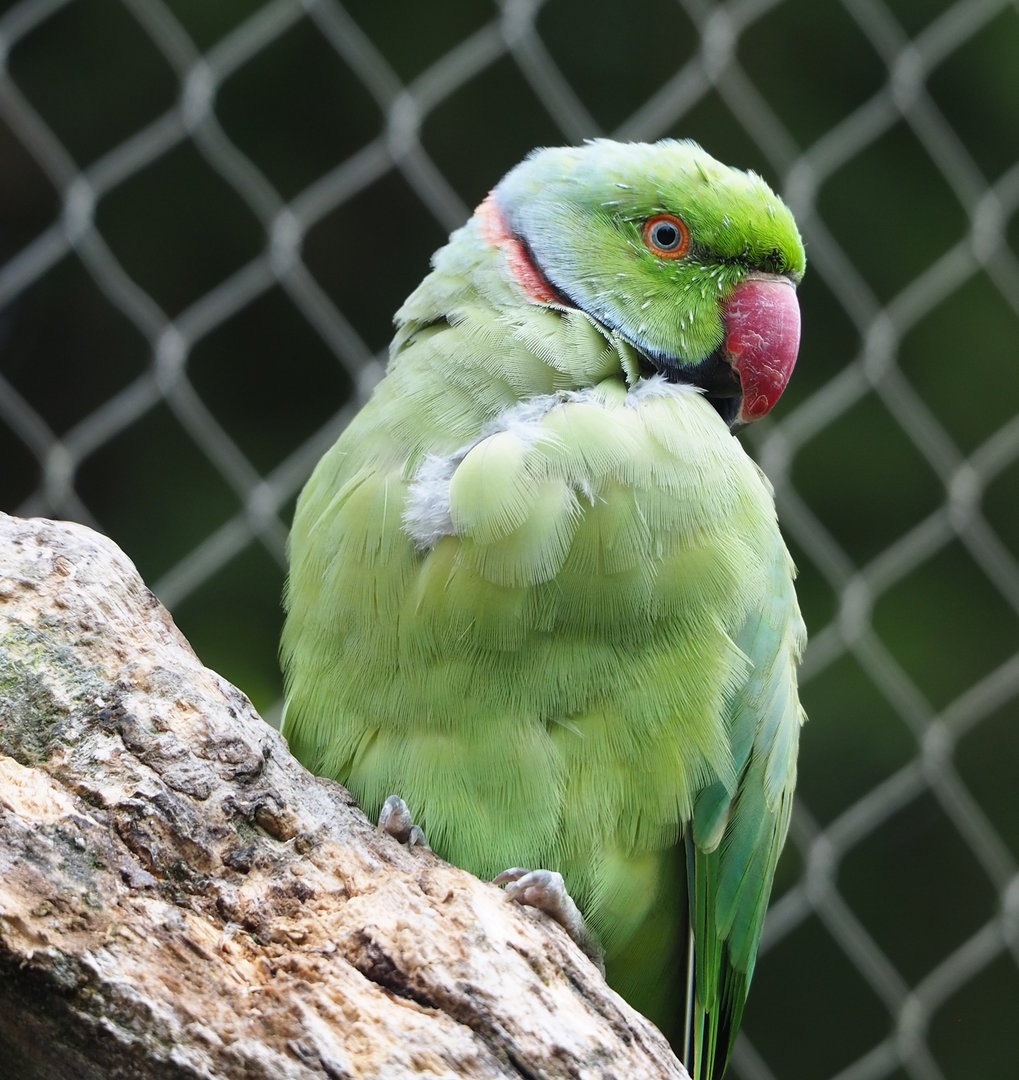 Indian ring-necked parakeet (Psittacula krameri), 2022-08-20