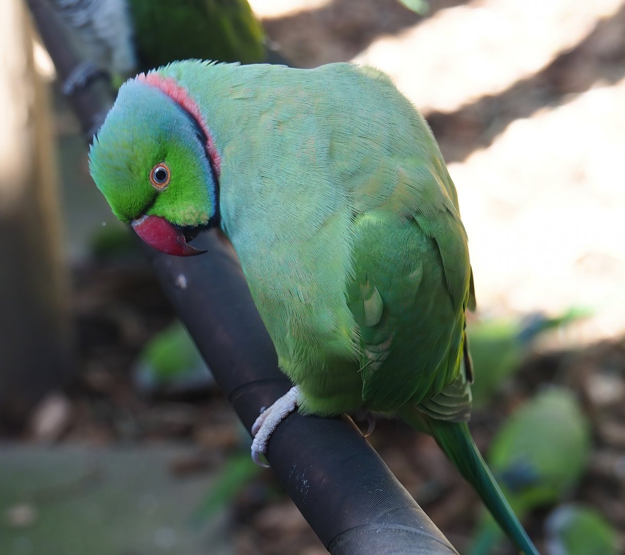 Indian Ring-necked parakeet (Psittacula krameri), 2023-09-24