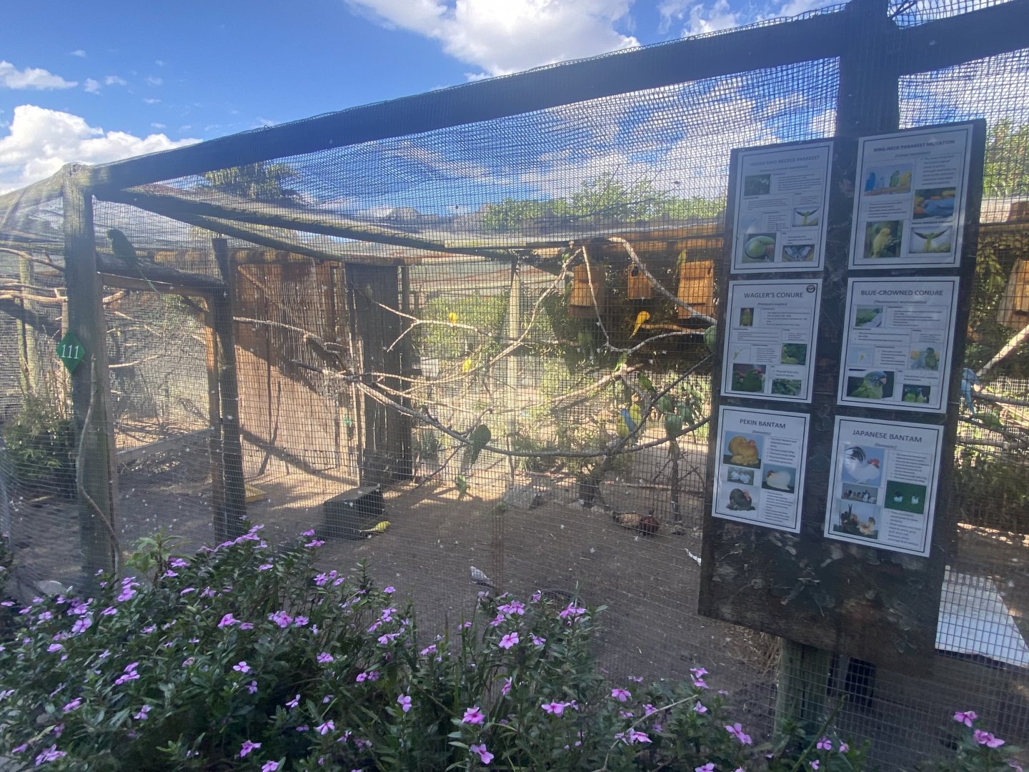 Indian Ring-Necked Parakeet/Ring Necked Parakeet/ Wagler’s Conure/ Blue-Crowned Conure/ Domestic Chicken Exhibit