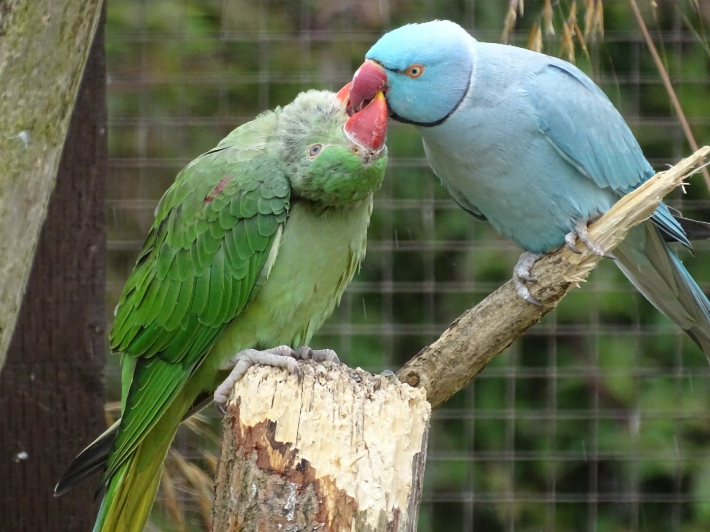 Indian Ring-necked Parakeet with young Alexandrine Parakeet, 1st July 2024
