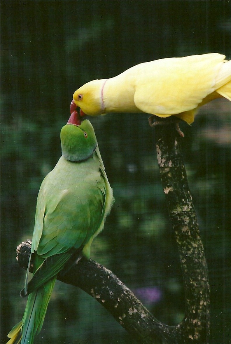 Indian Ring-necked Parakeets 11th September 2012