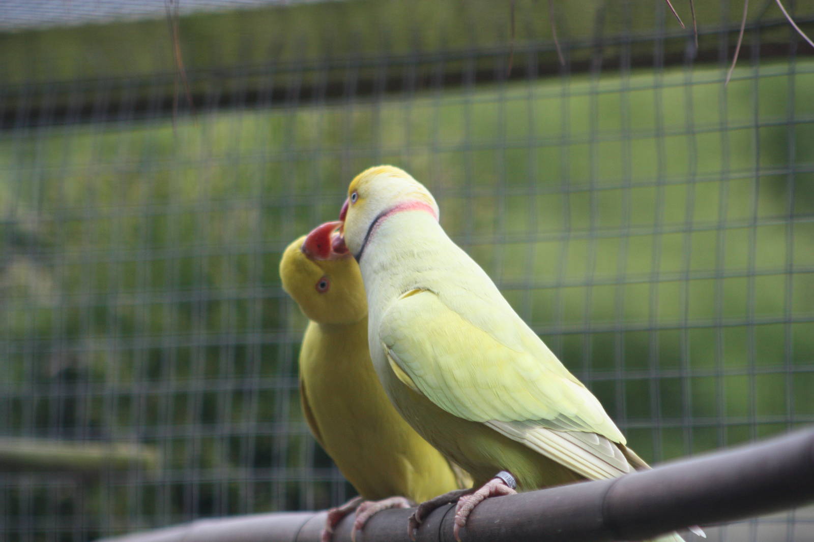 Indian Ring-necked Parakeets, 1st May 2014