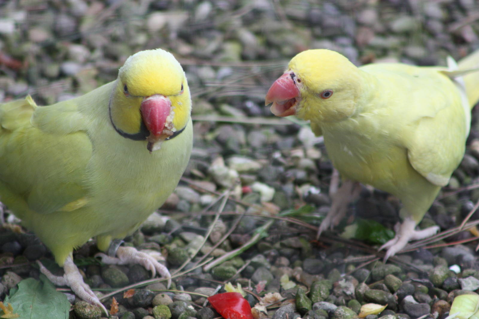 Indian Ring-necked Parakeets, 2st August 2014