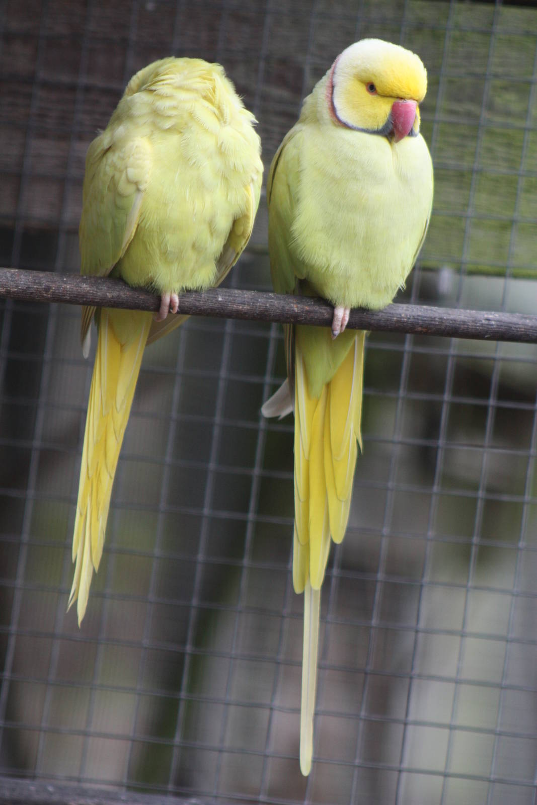 Indian Ring-necked Parakeets, 6th September 2014