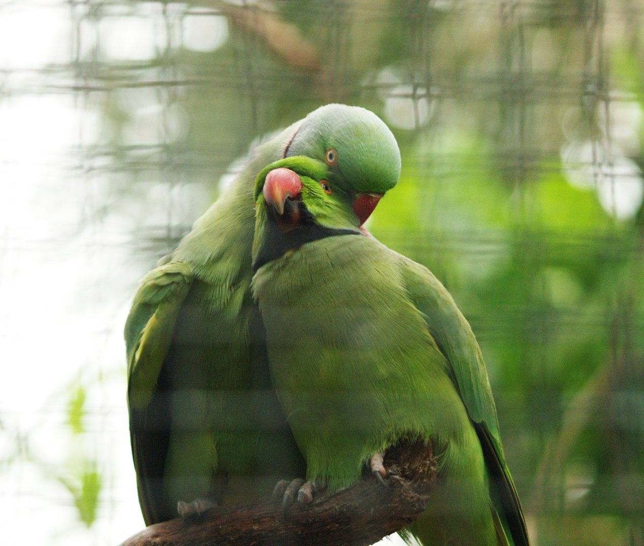 Indian ring-necked parakeets (Psittacula krameri), 2010-04-05