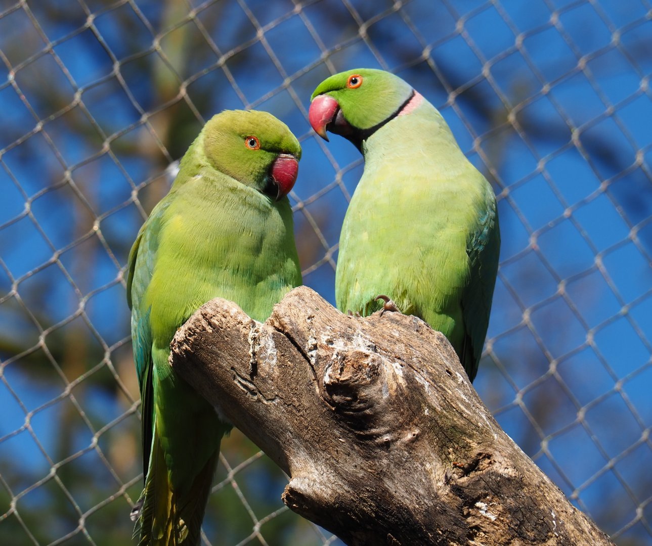 Indian ring-necked parakeets (Psittacula krameri), 2019-03-30