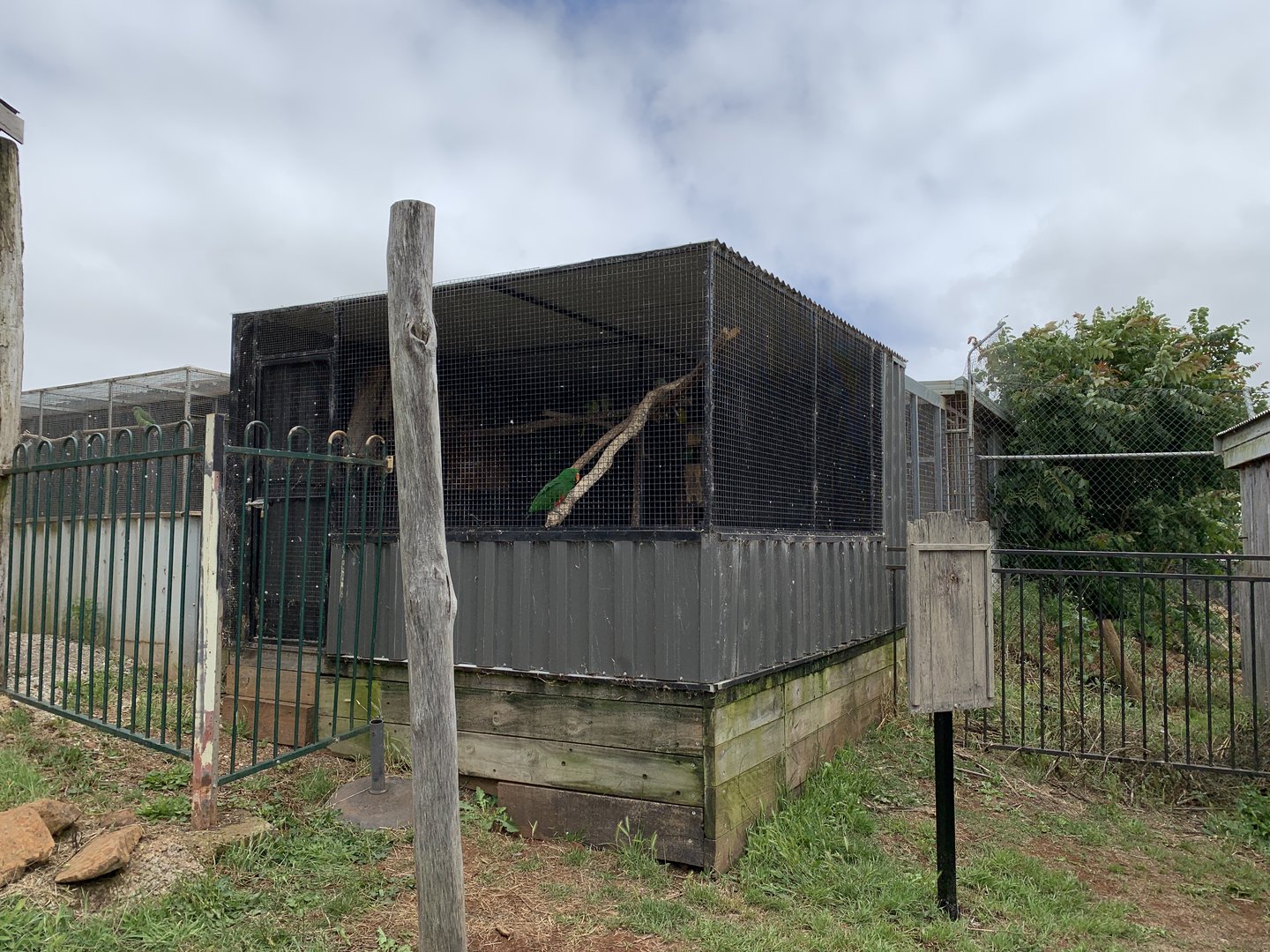 Indian Ringneck Aviary