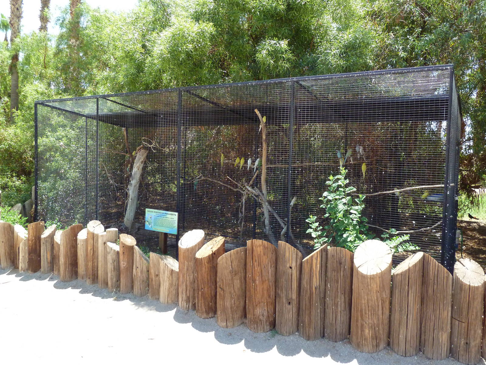 Indian Ringneck Parakeet Exhibit