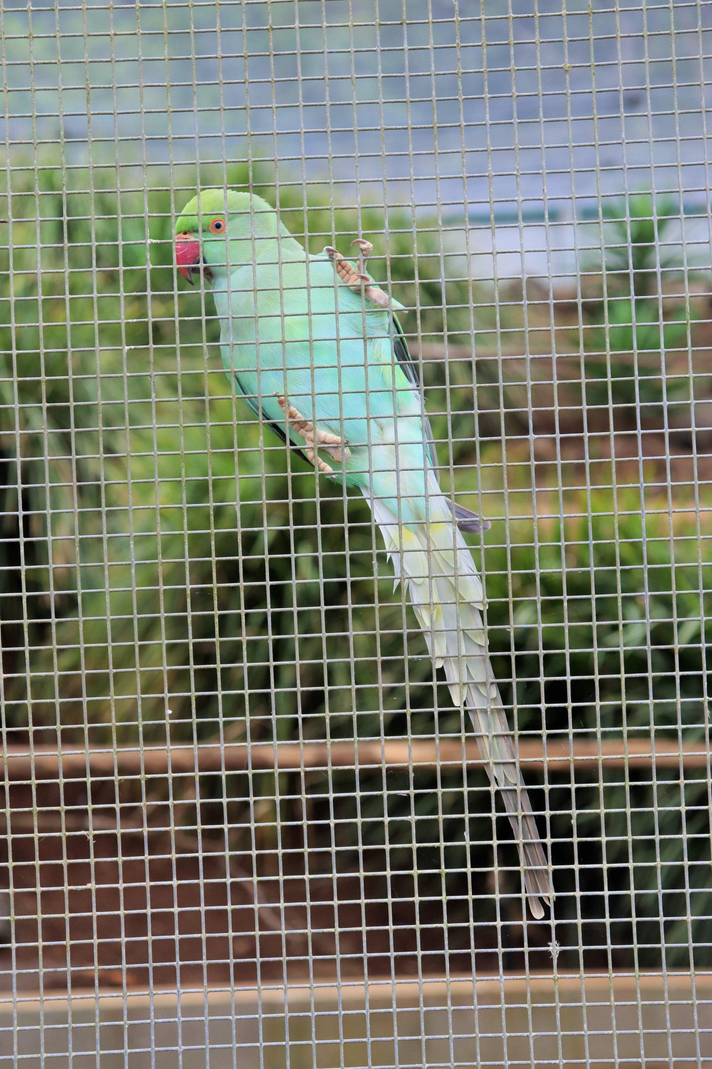 Indian Ringneck Parrot (Psittacula krameri)