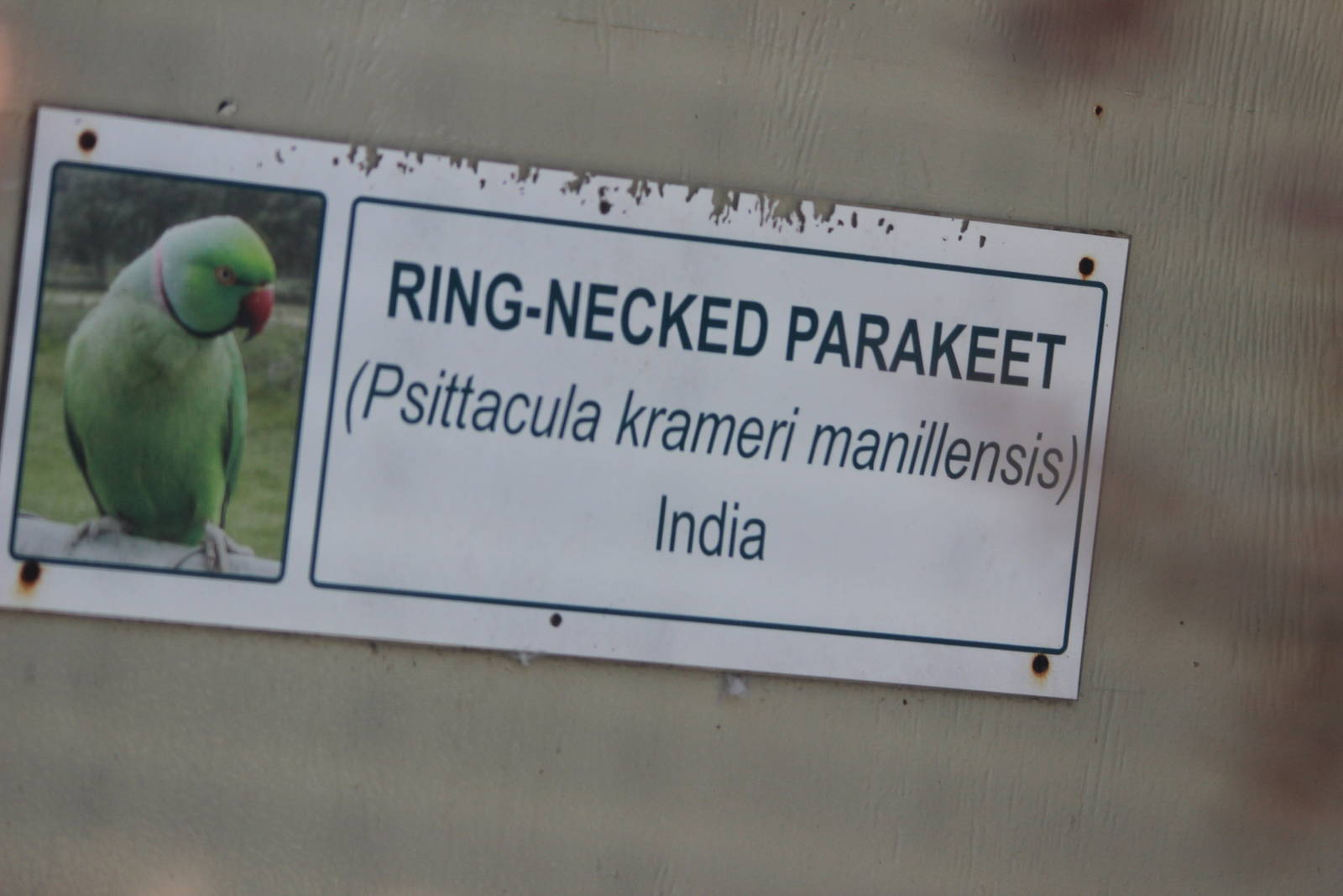 Indian Ringneck sign, Riddiford Garden aviary