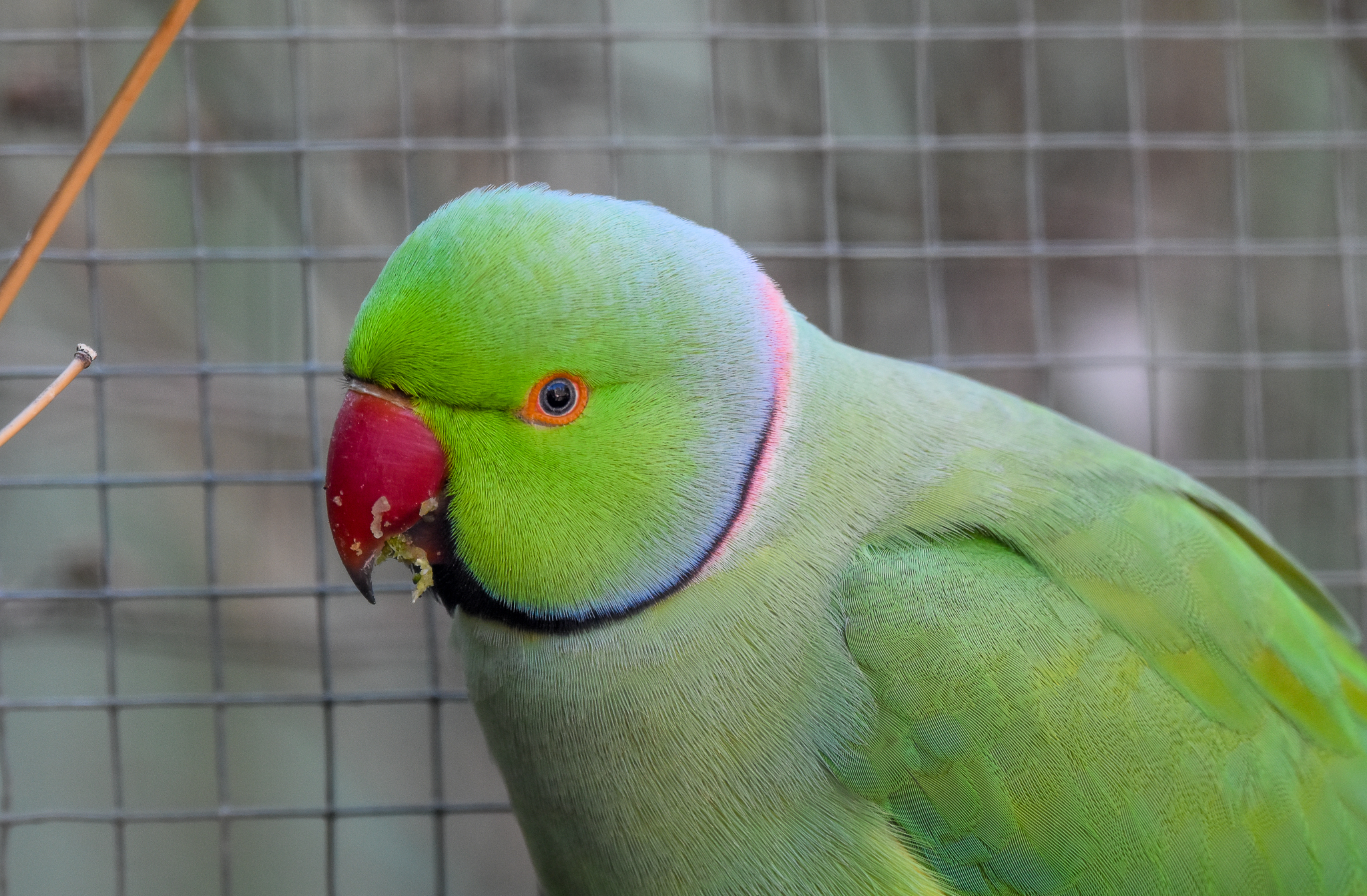 Indian Ringneck