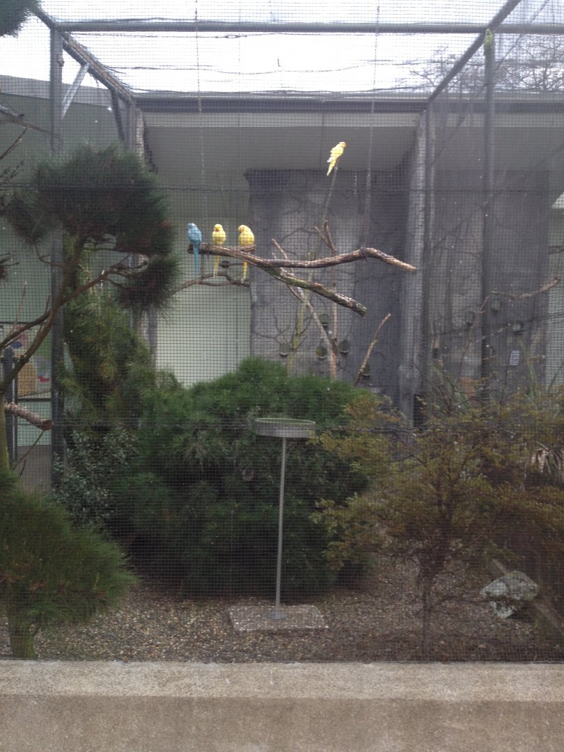 Indian Ringnecked Parrot exhibit