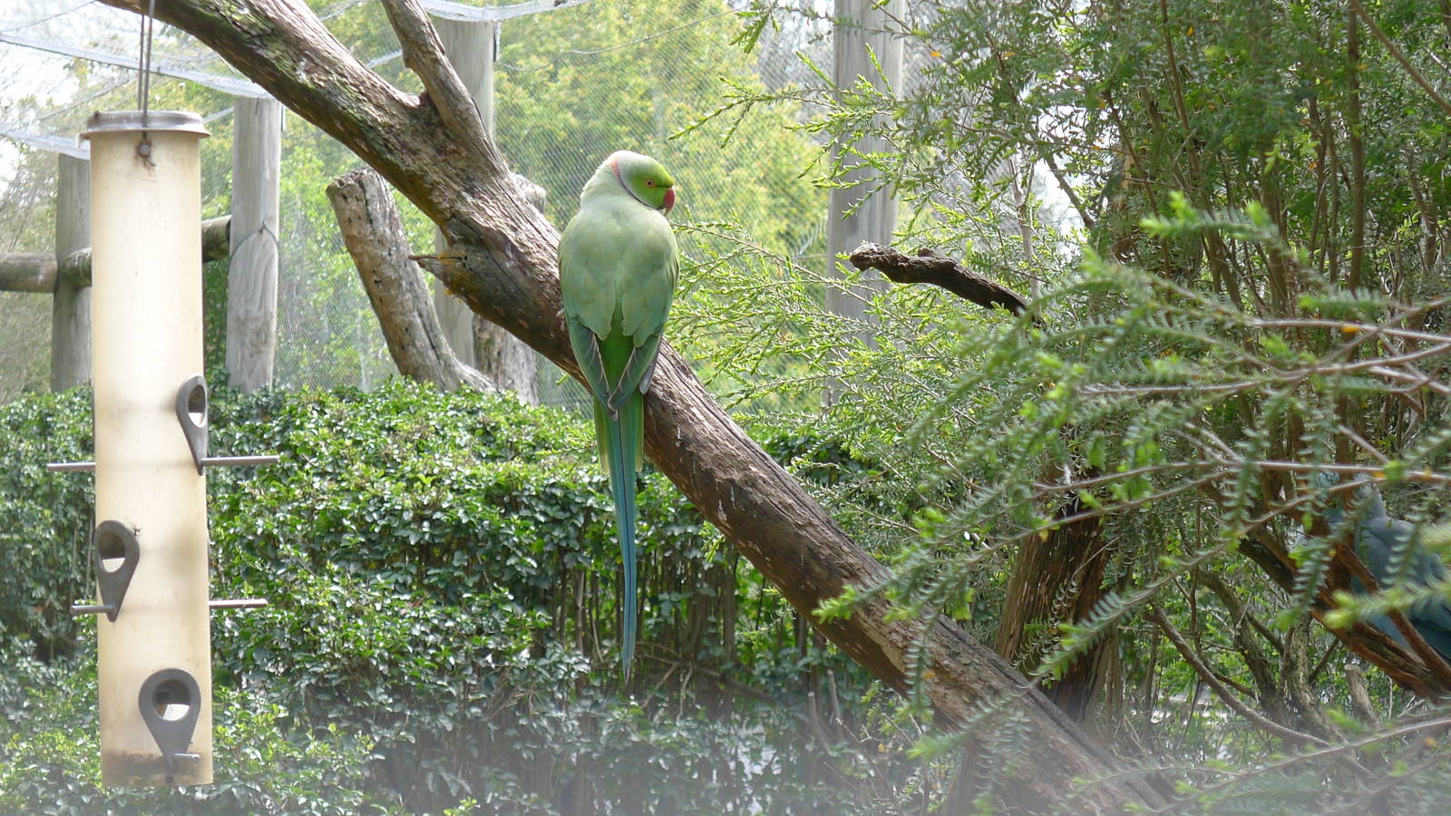Indian Ringnecked Parrot