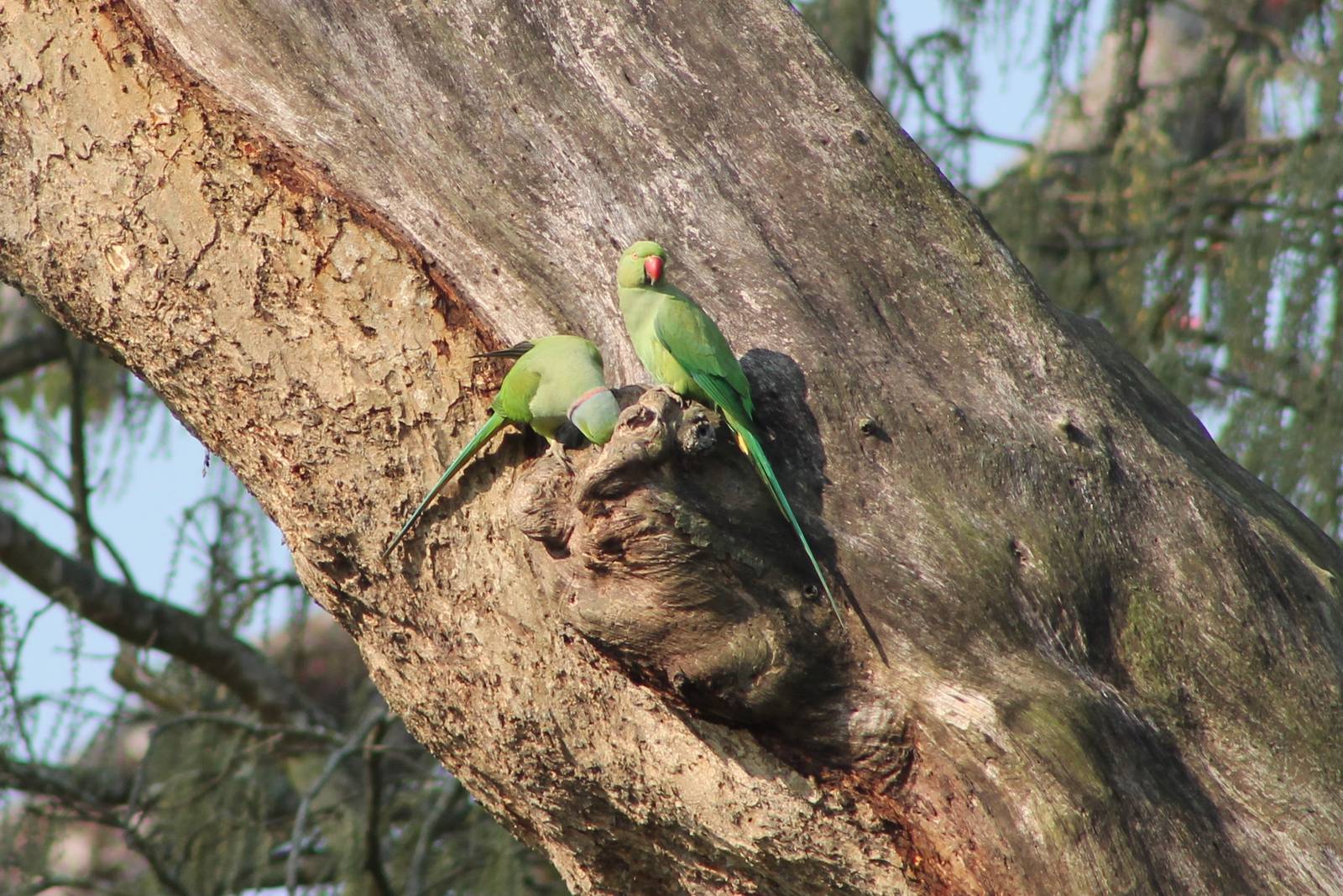Indian Ringnecks (Psittacula krameri borealis)