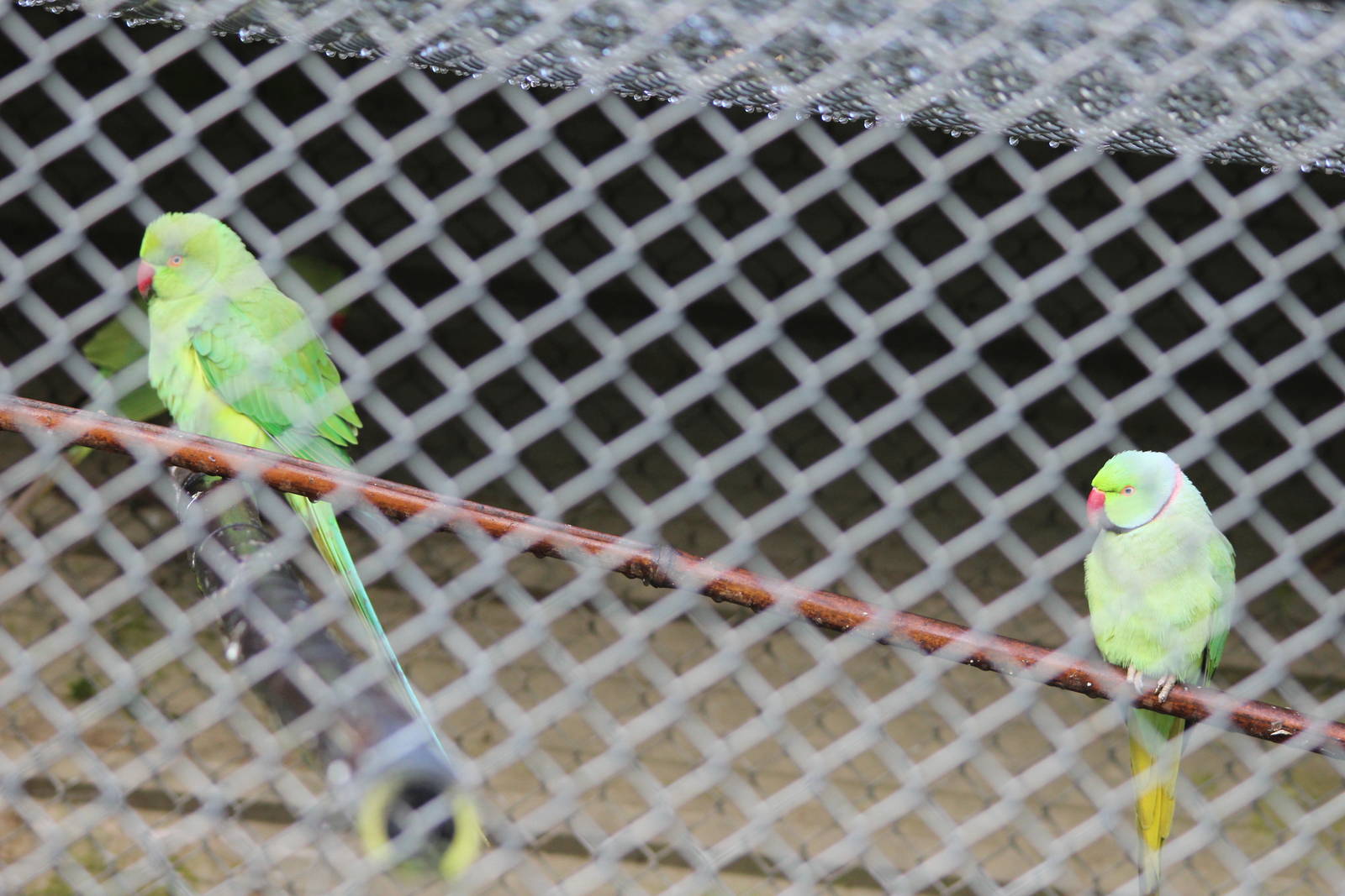Indian Ringnecks, Reikorangi Pottery Park
