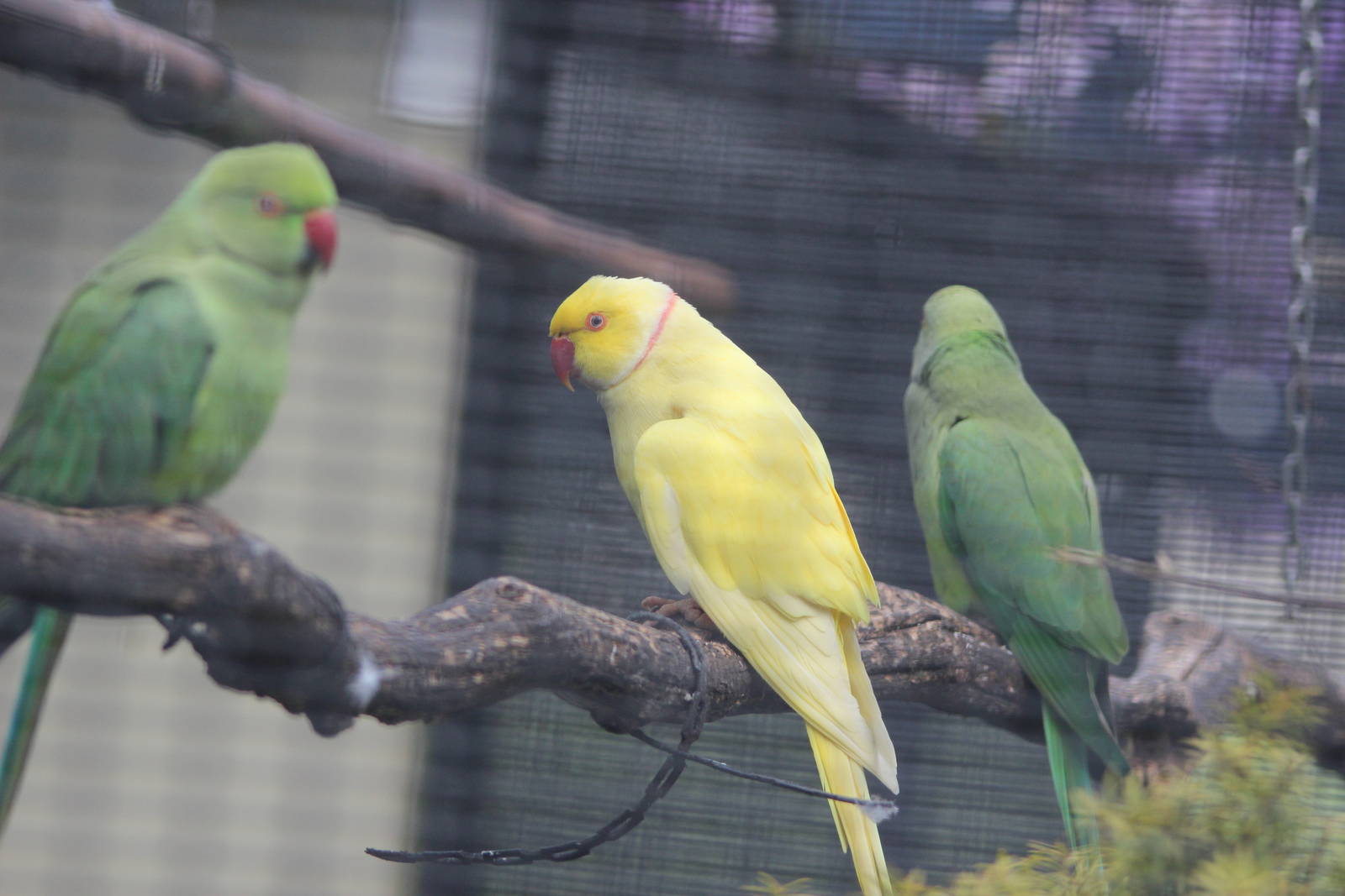 Indian Ringnecks, Riddiford Garden aviary