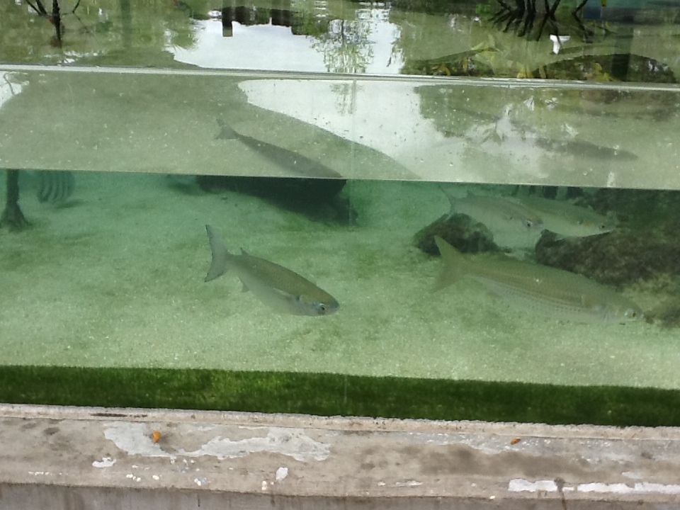 Indian River Play Lagoon Aquarium- Fish