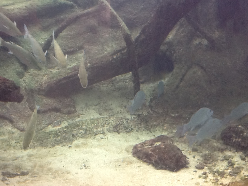 Indian River Play Lagoon Aquarium- Fish