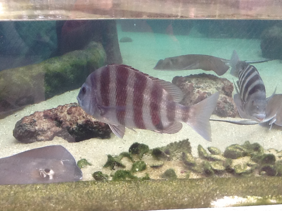 Indian River Play Lagoon Aquarium- Fish