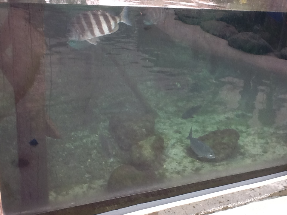 Indian River Play Lagoon Aquarium- Fish