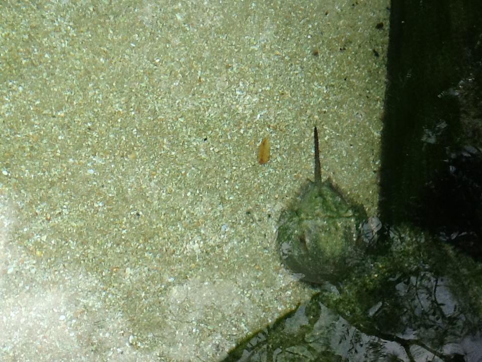 Indian River Play Lagoon Aquarium- Horseshoe Crab
