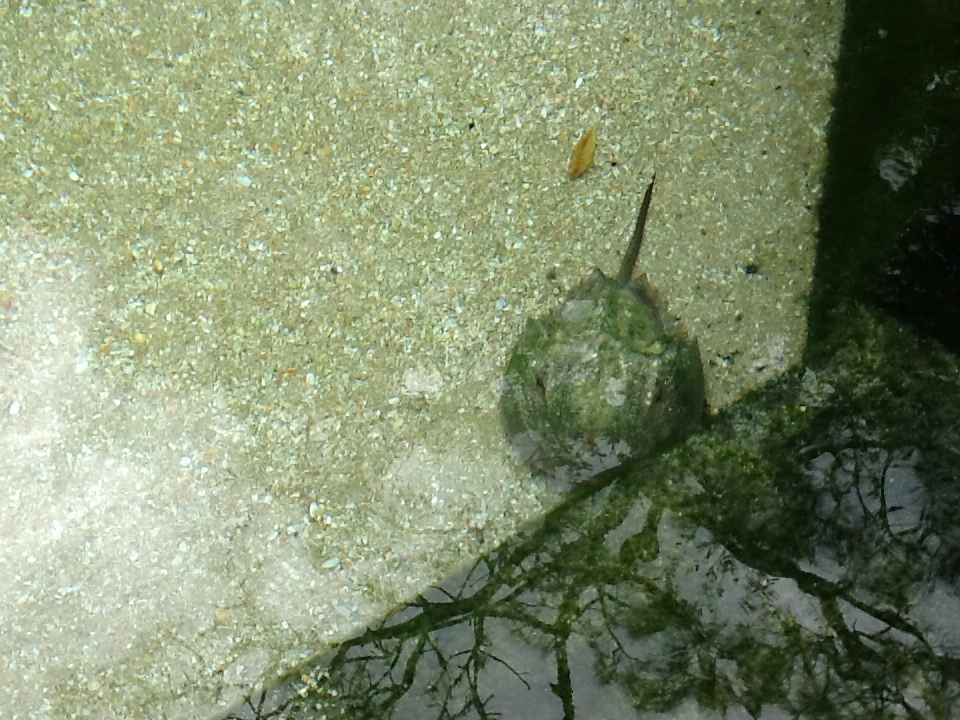 Indian River Play Lagoon Aquarium- Horseshoe Crab