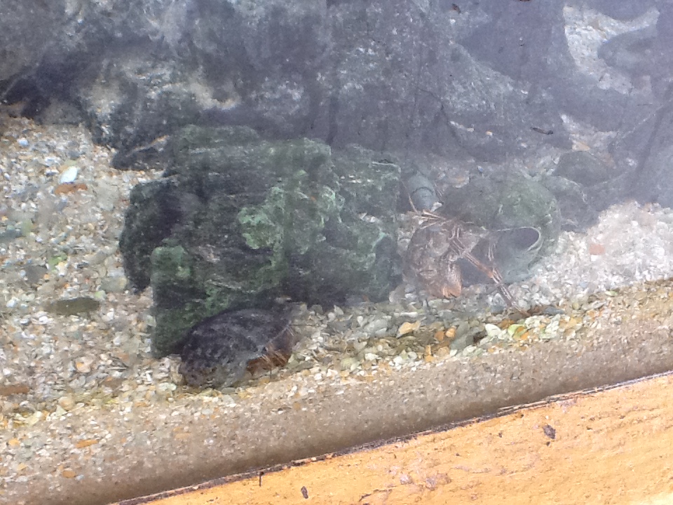 Indian River Play Lagoon Aquarium- Horseshoe Crab