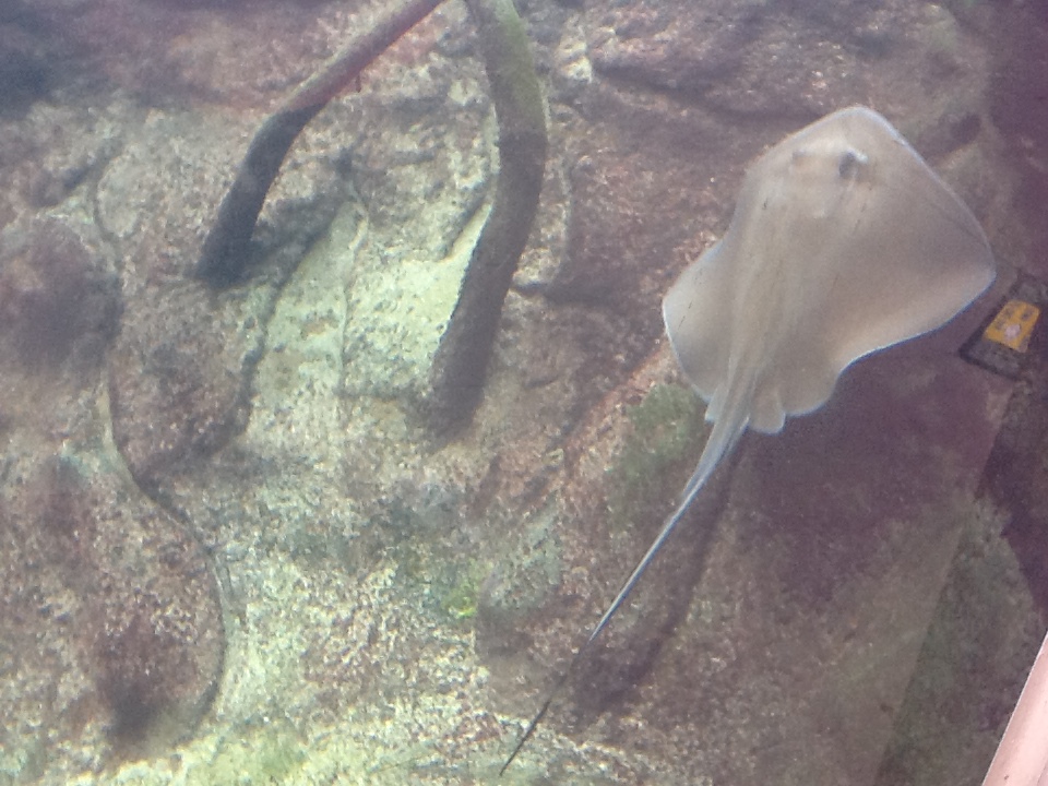 Indian River Play Lagoon Aquarium- Stingray