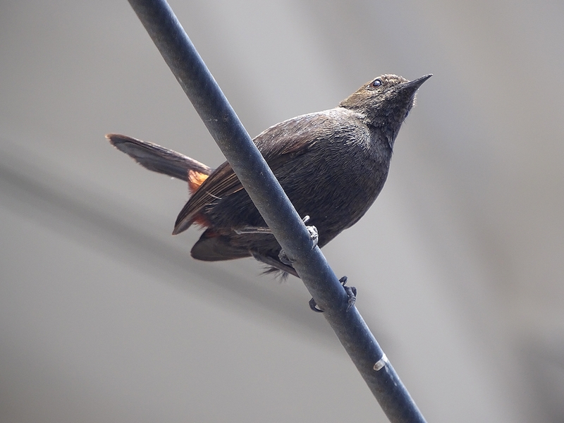 Indian robin (female)