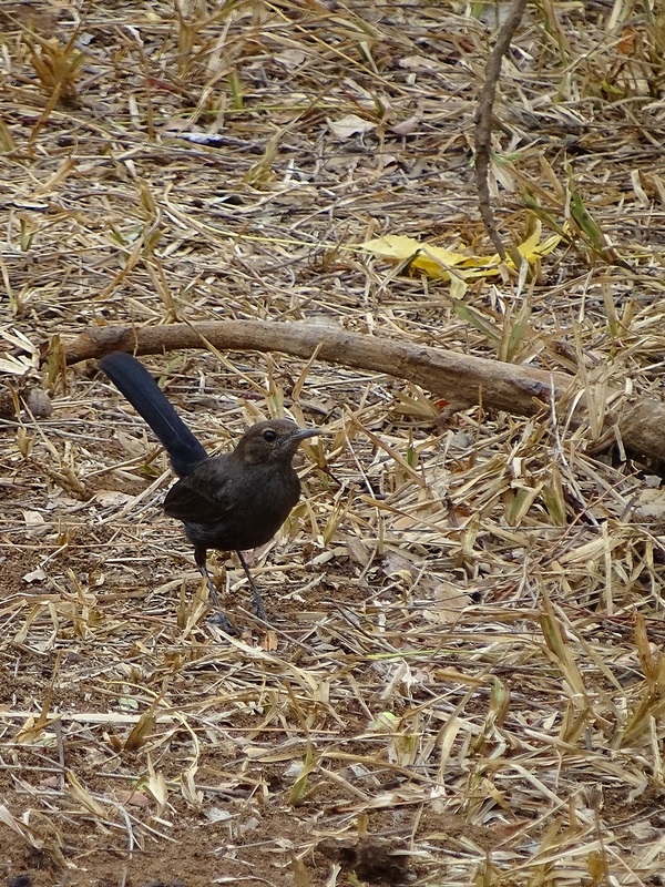 Indian robin, female