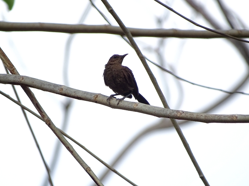 Indian robin (female)