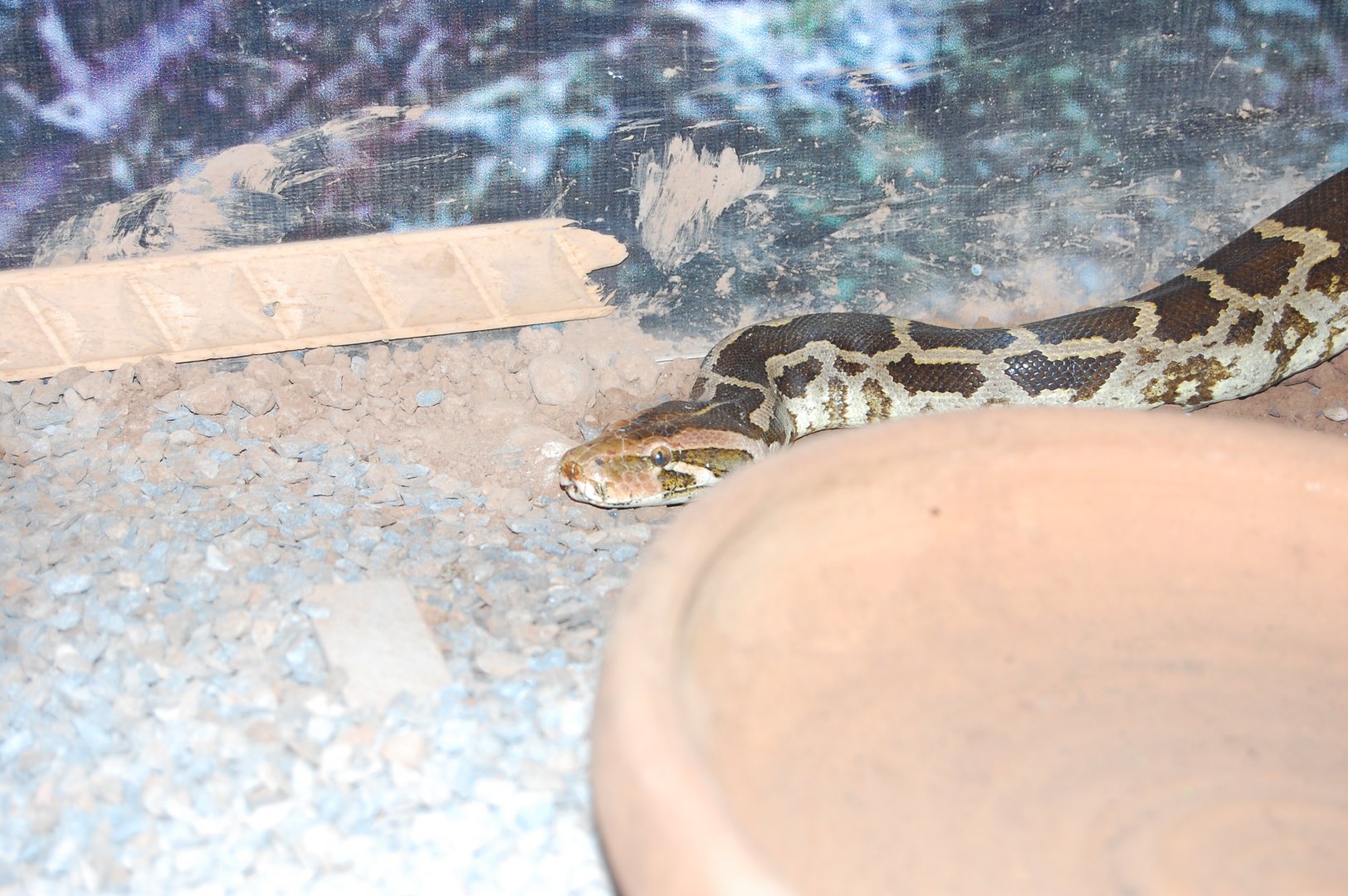 Indian rock python - Peshawar Zoo 20/10/2018
