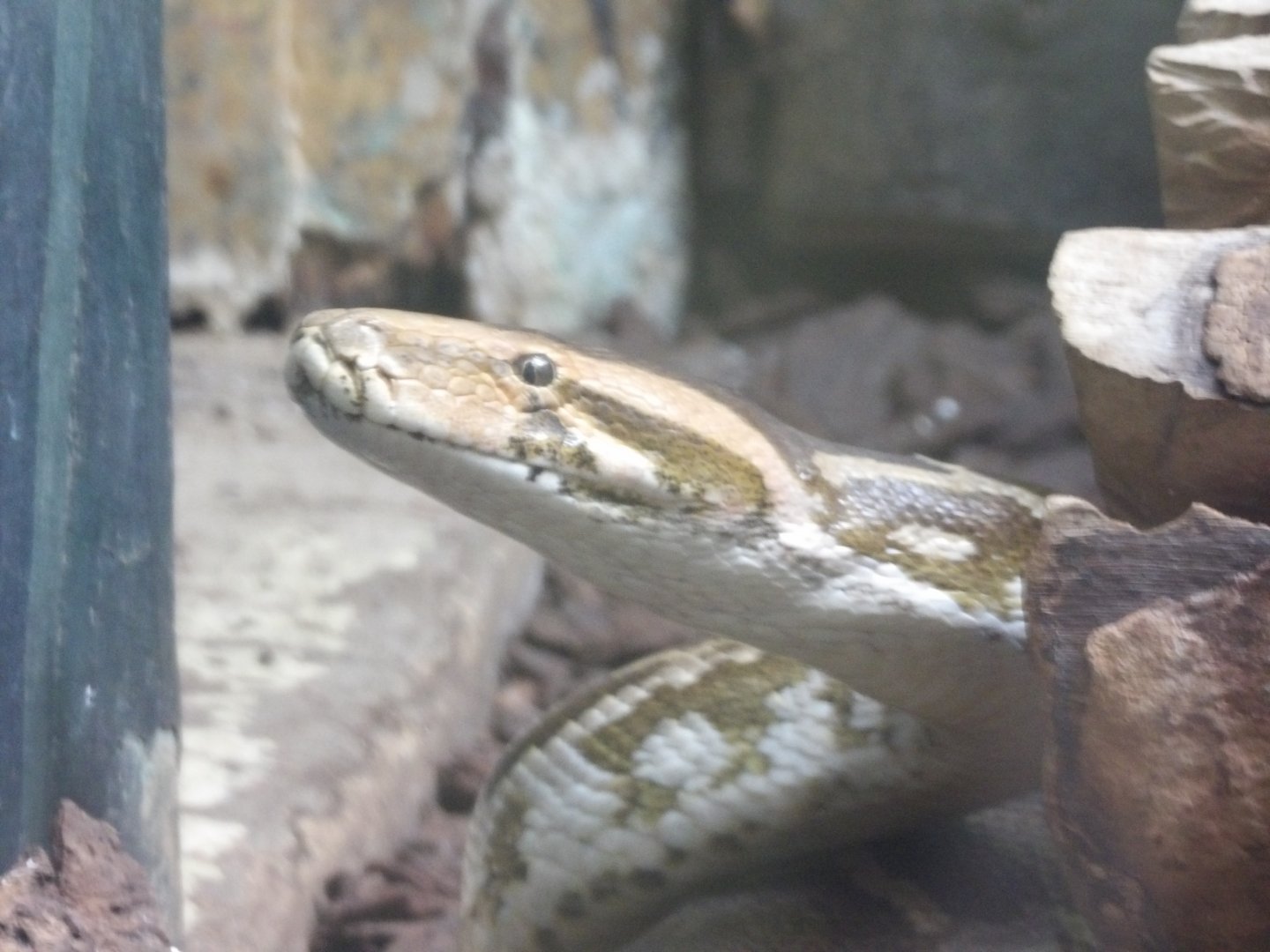 Indian Rock Python(Python molurus)