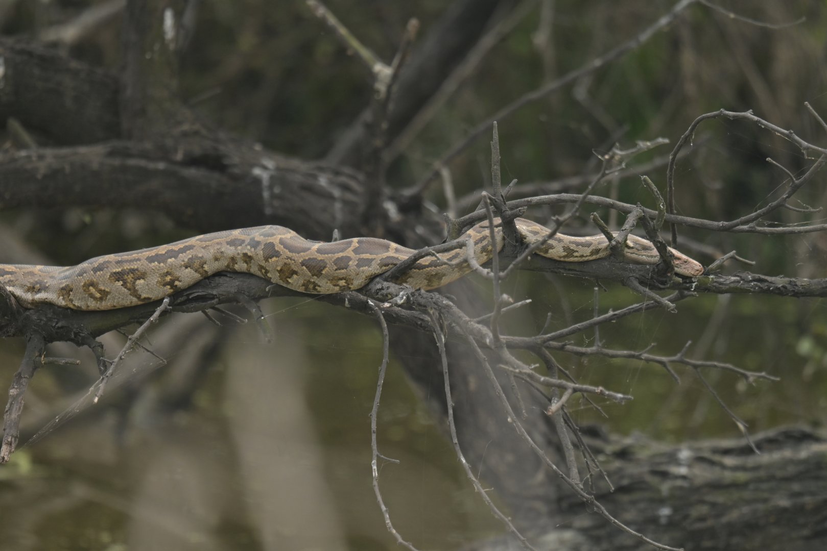 Indian rock python Python molurus