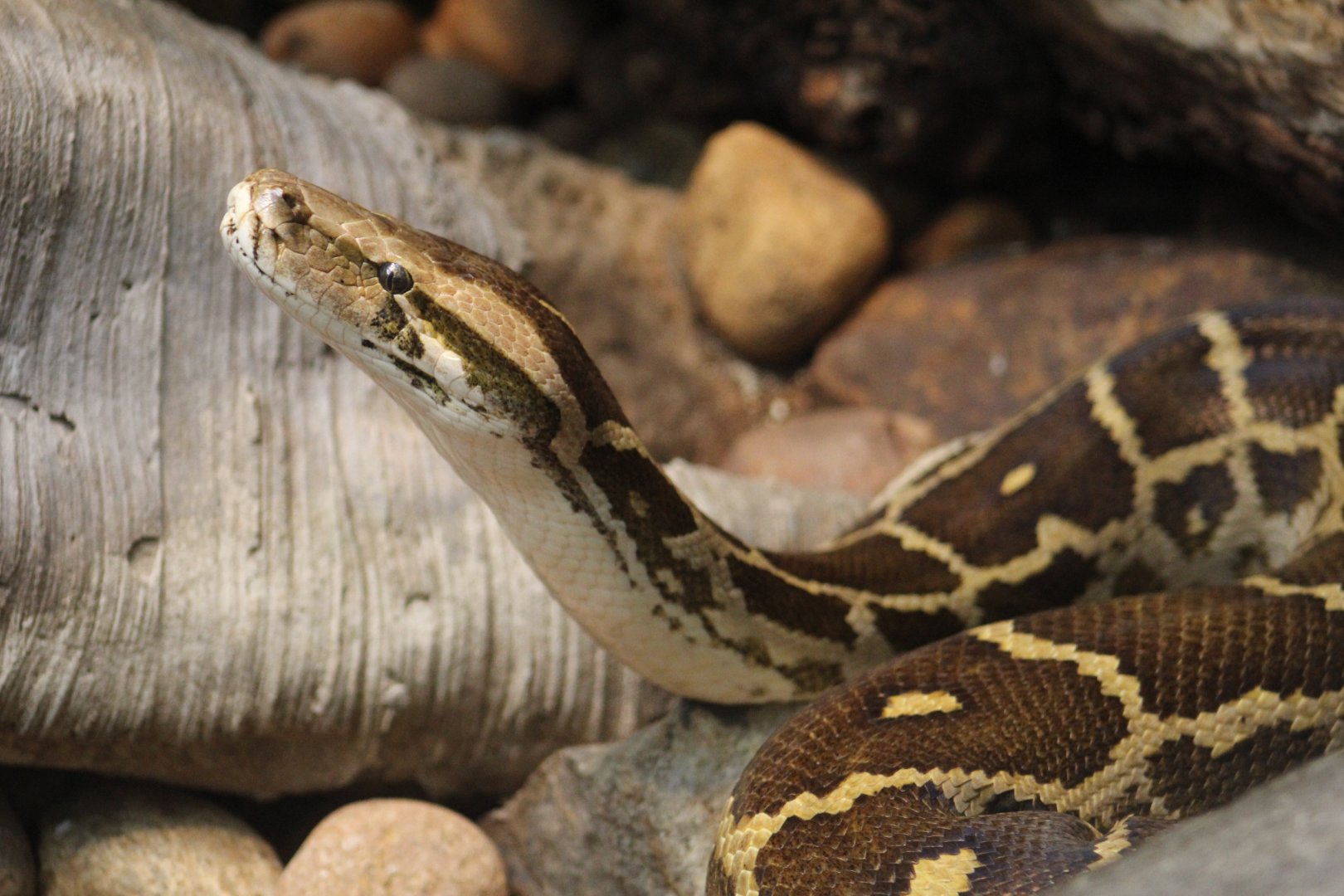 Indian Rock Python