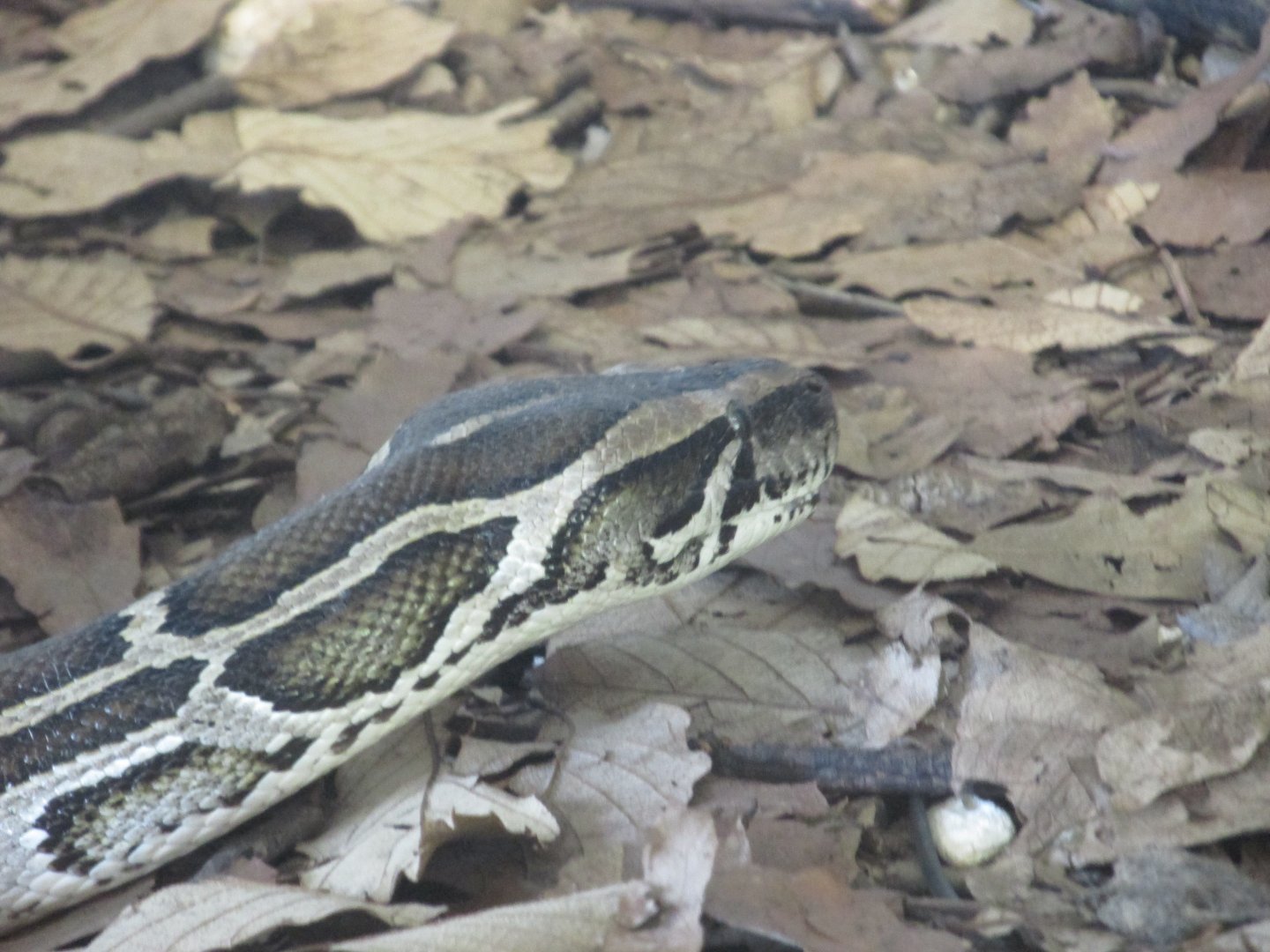 indian rock python