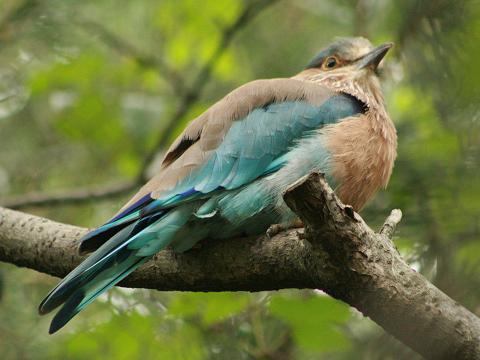 Indian Roller