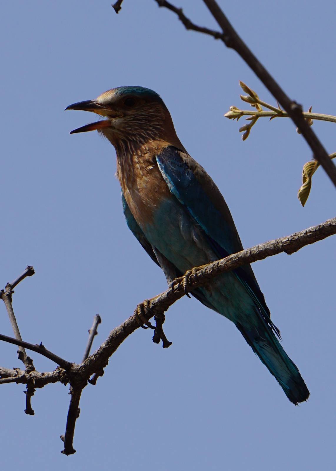 Indian Roller