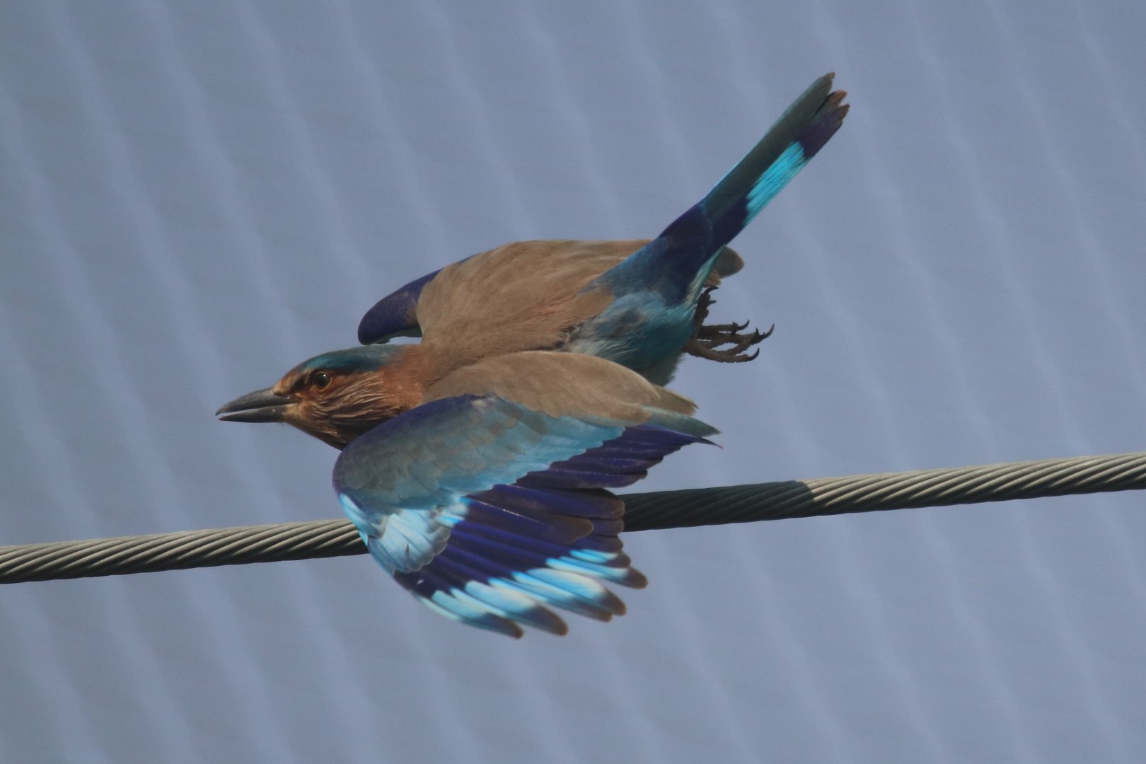 Indian Roller