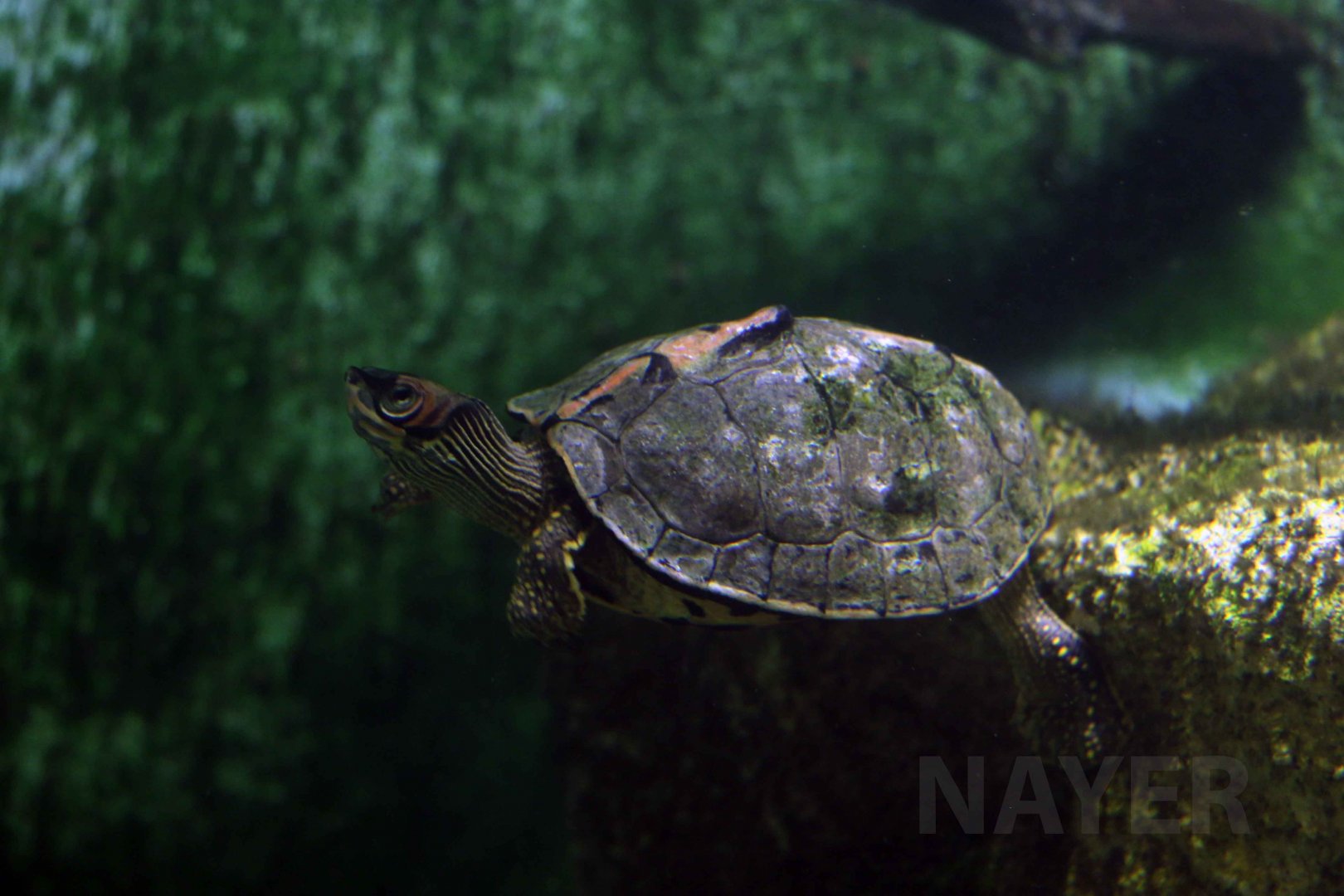 Indian roofed turtle, October 2017